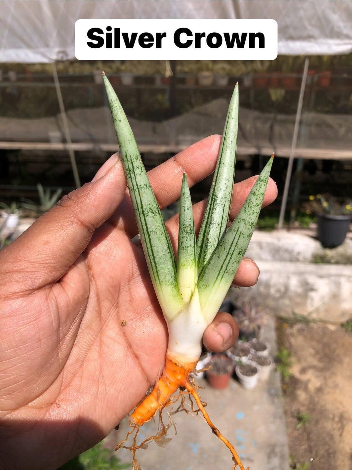 Sansevieria Combo Of 7 Plants