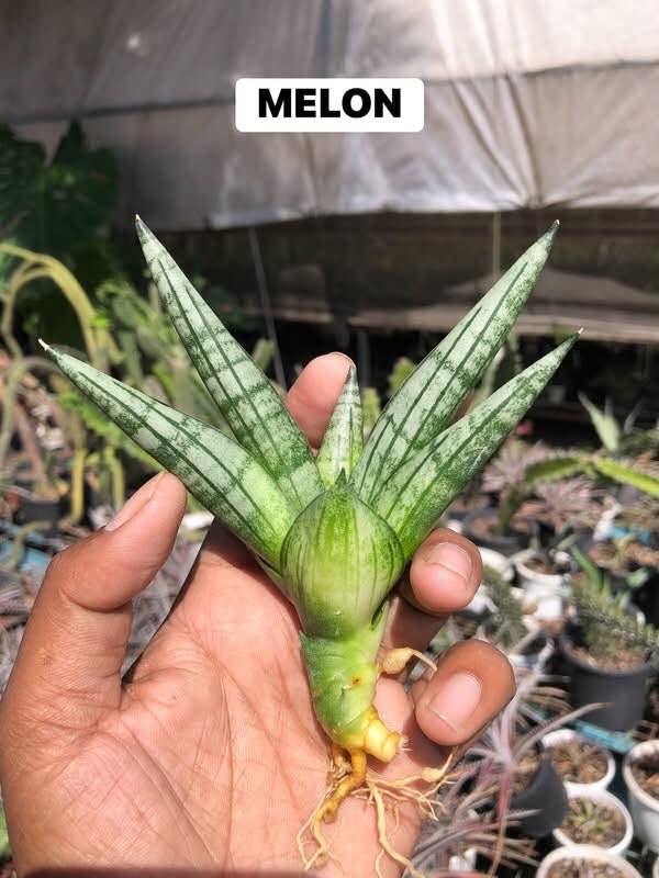 COMBO NO. 36 : COMBO OF 5 SANSEVIERIA
