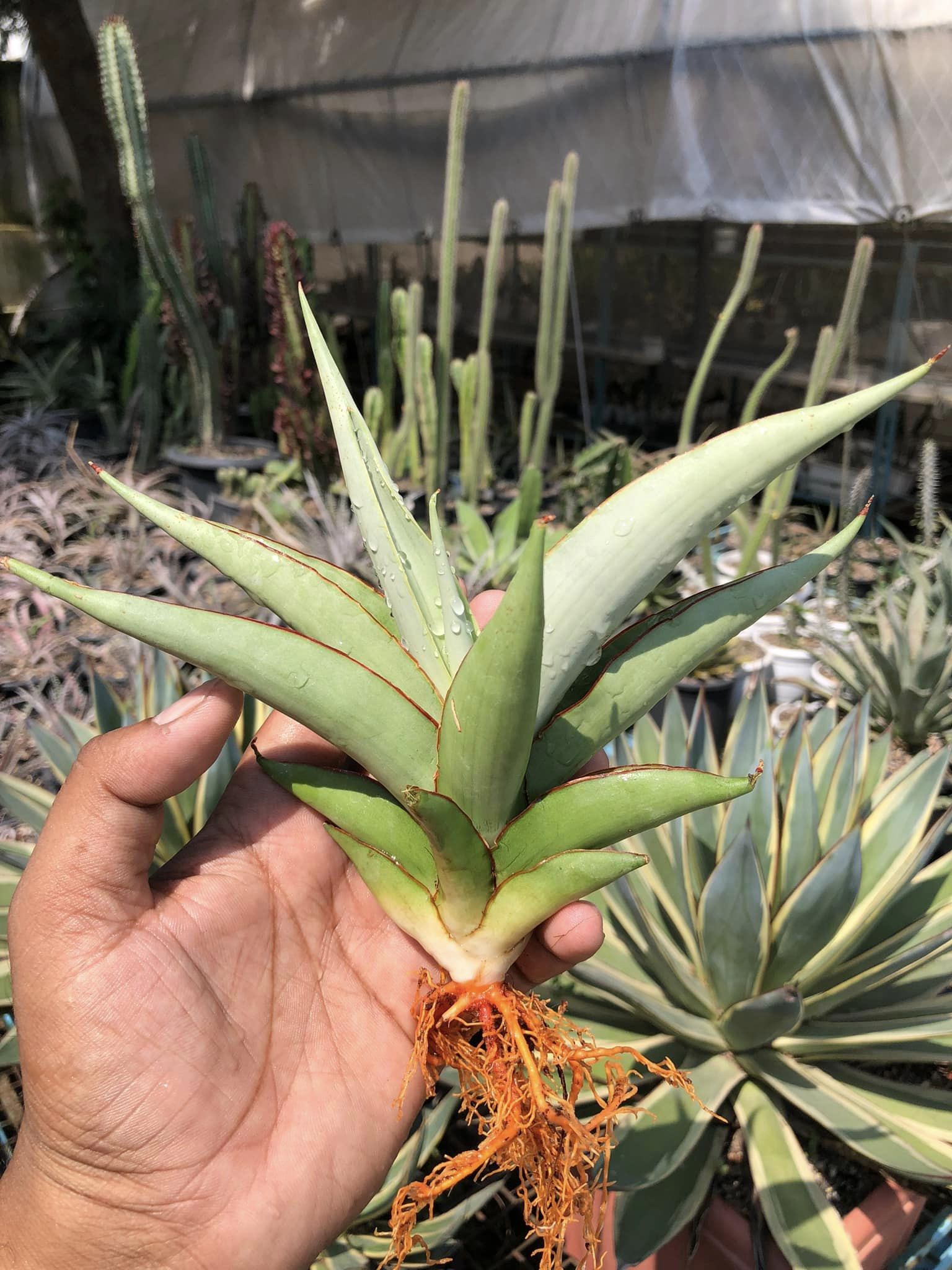 Sansevieria CHAO PHARYA