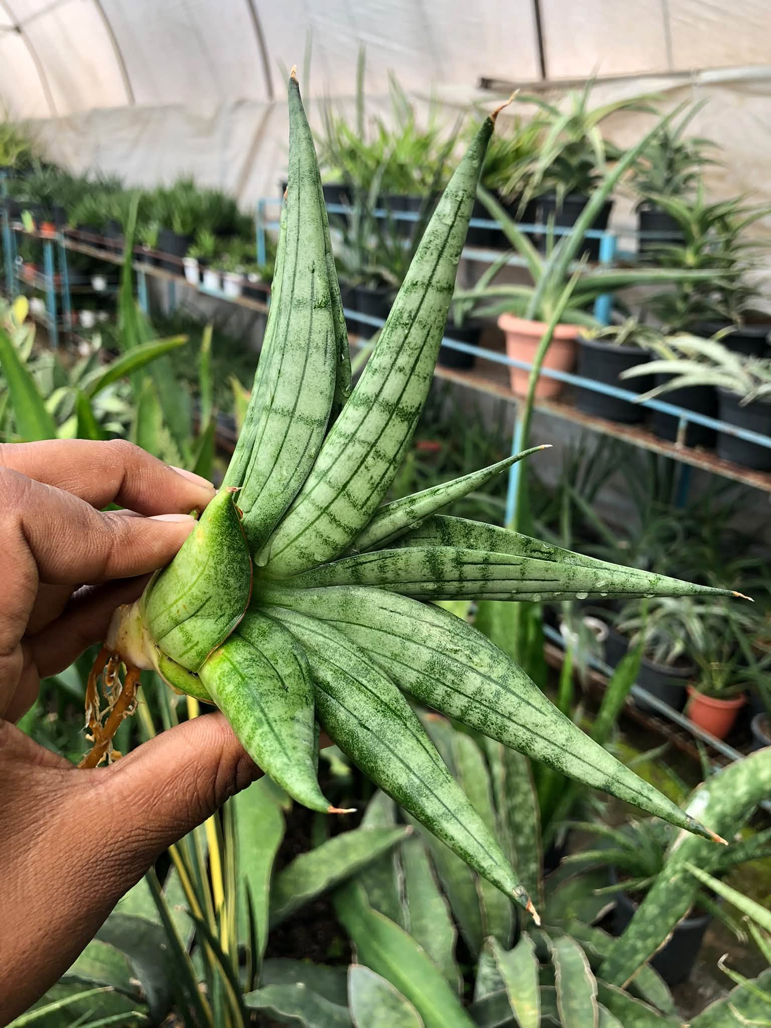 SANSEVIERIA VIENNA