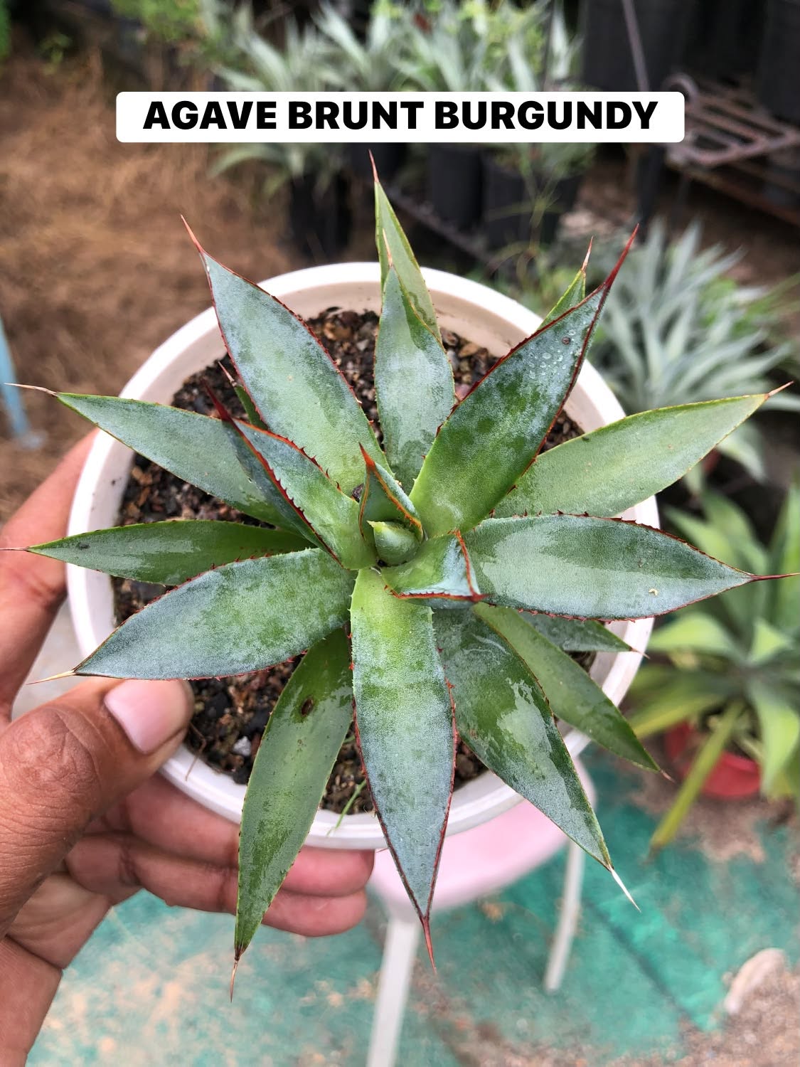 Combo No 18 : Twelve Popular Agaves and Mangaves