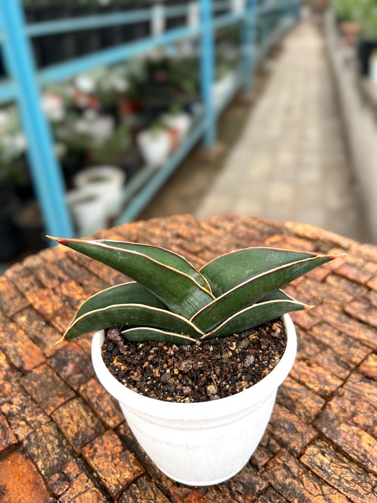 Sansevieria Rorida