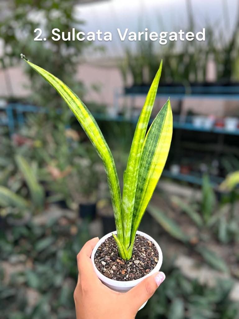 Sansevieria combo of 4 Plants
