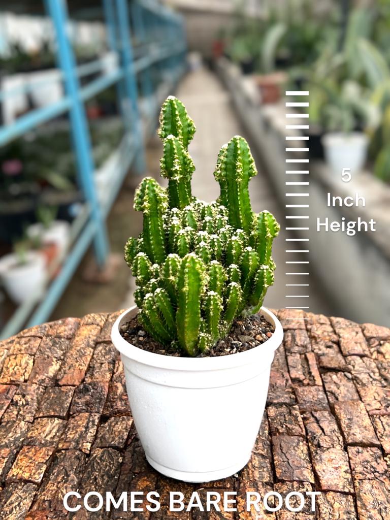 Castle Cactus