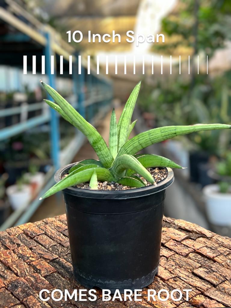 Sansevieria 'Stardust'