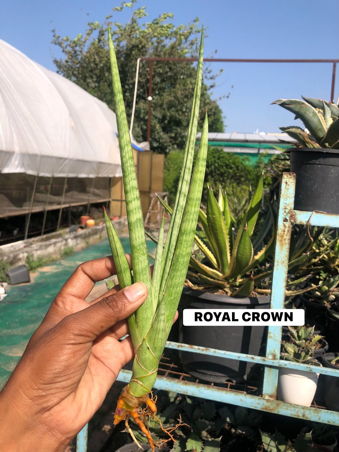 COMBO NO. 37 : Combo of 10 sansevieria