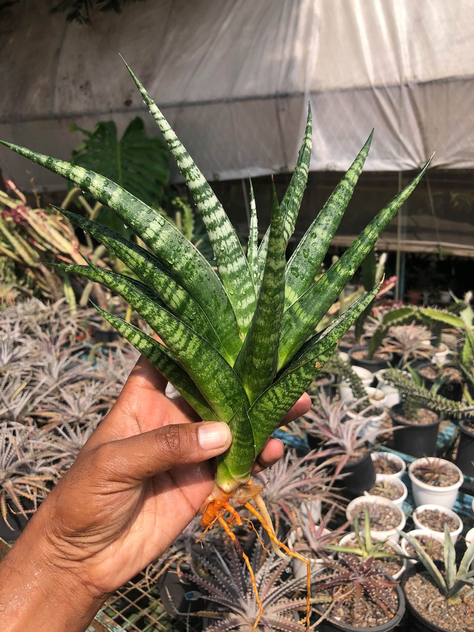 SANSEVIERIA JATAYU