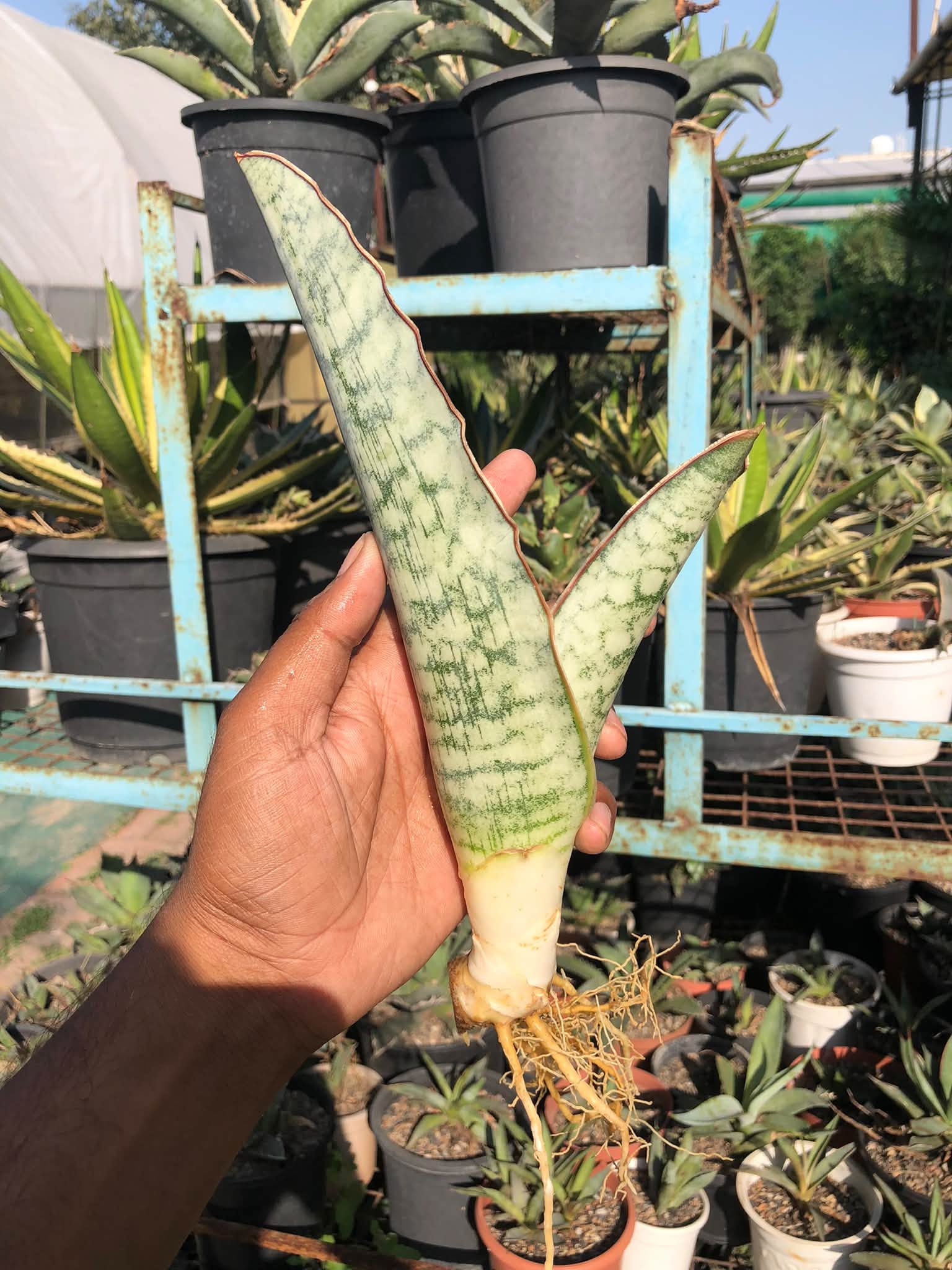 SANSEVIERIA KIRKII SILVER BLUE