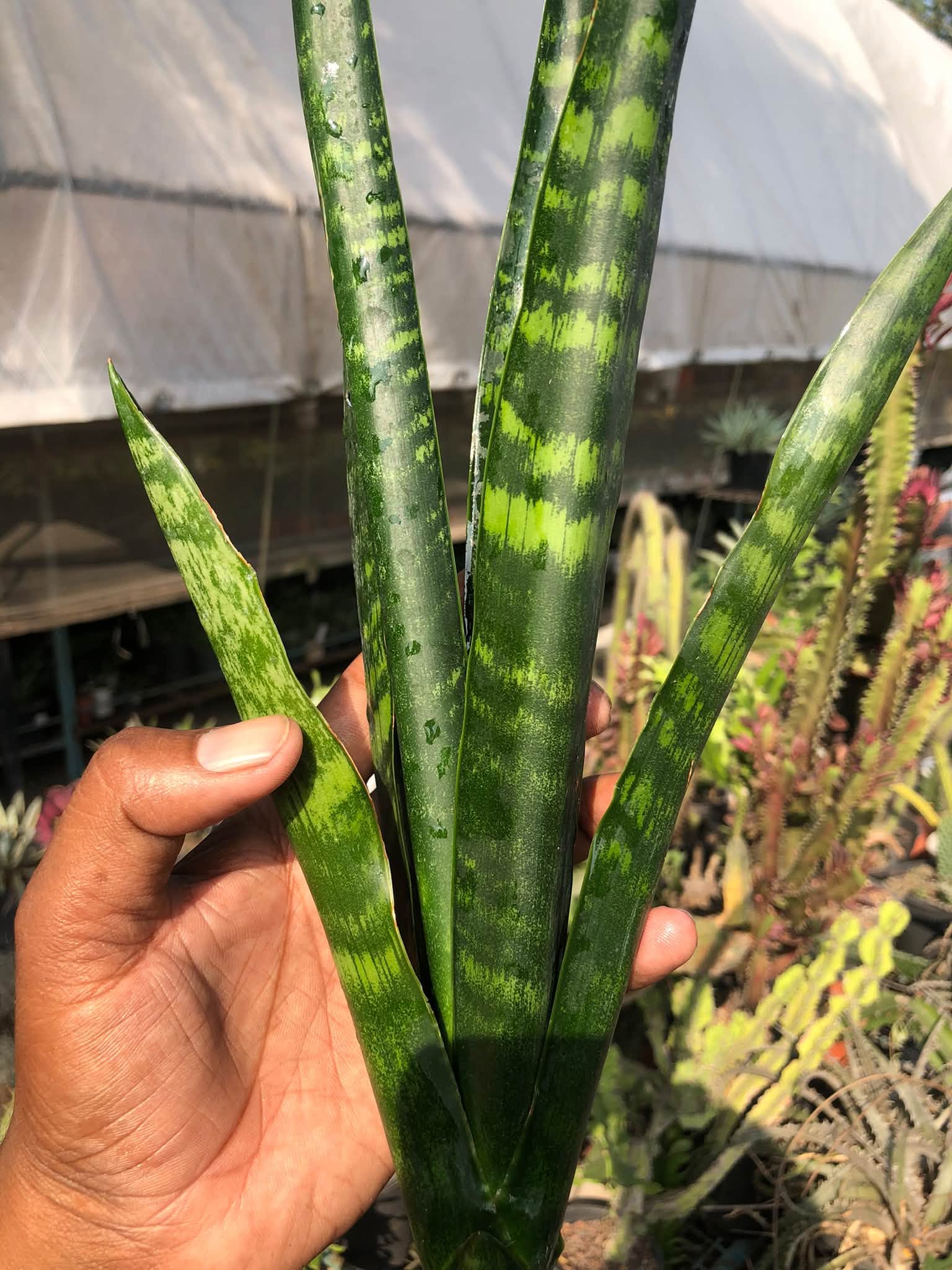 SANSEVIERIA ISTA BLACK