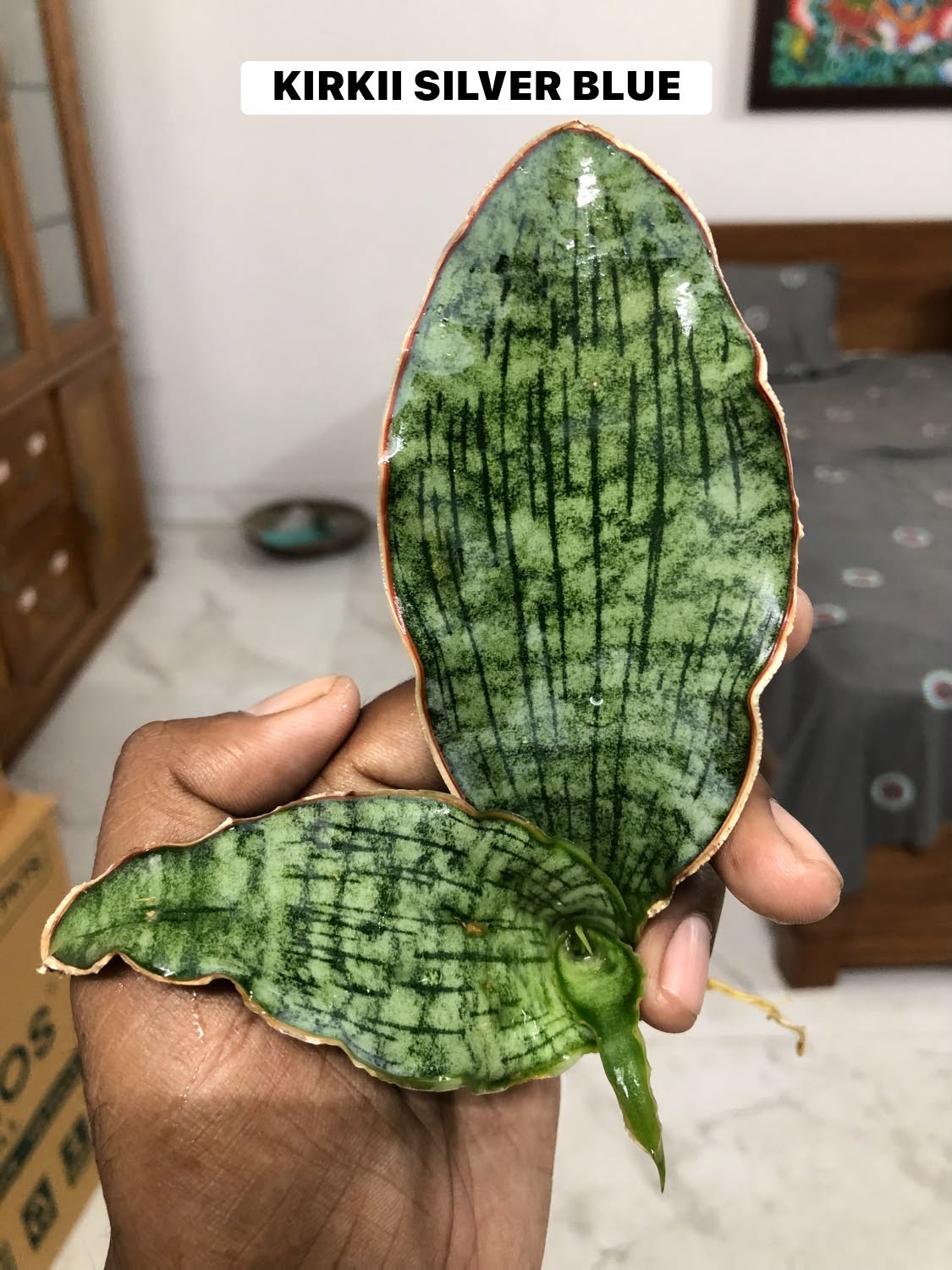 COMBO NO. 41 : SANSEVIERIA COMBO OF 2 PLANTS