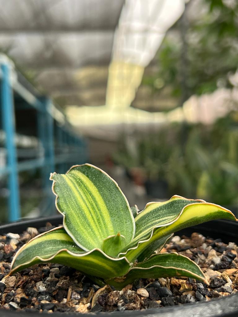 Sansevieria Blue Leaf Variegated (A)