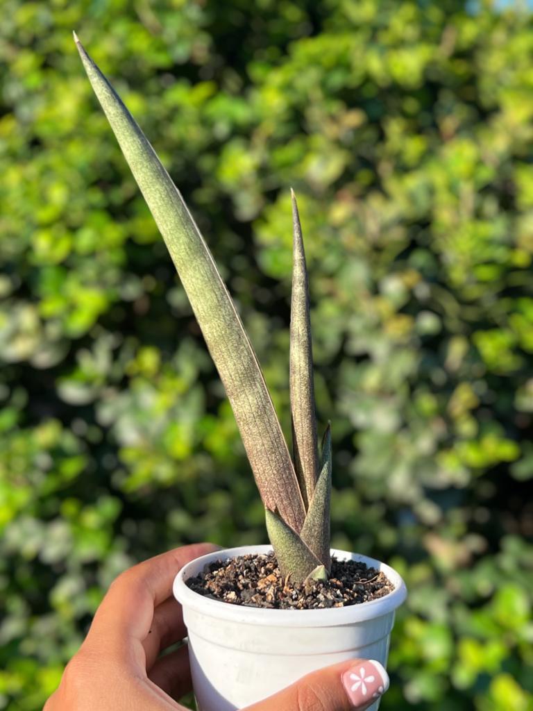 Sansevieria 'Pink Cell'