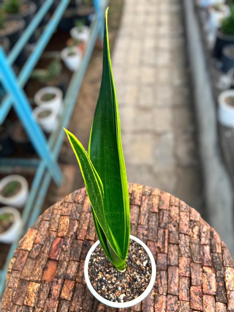 Sansevieria 'Oil Plastic'