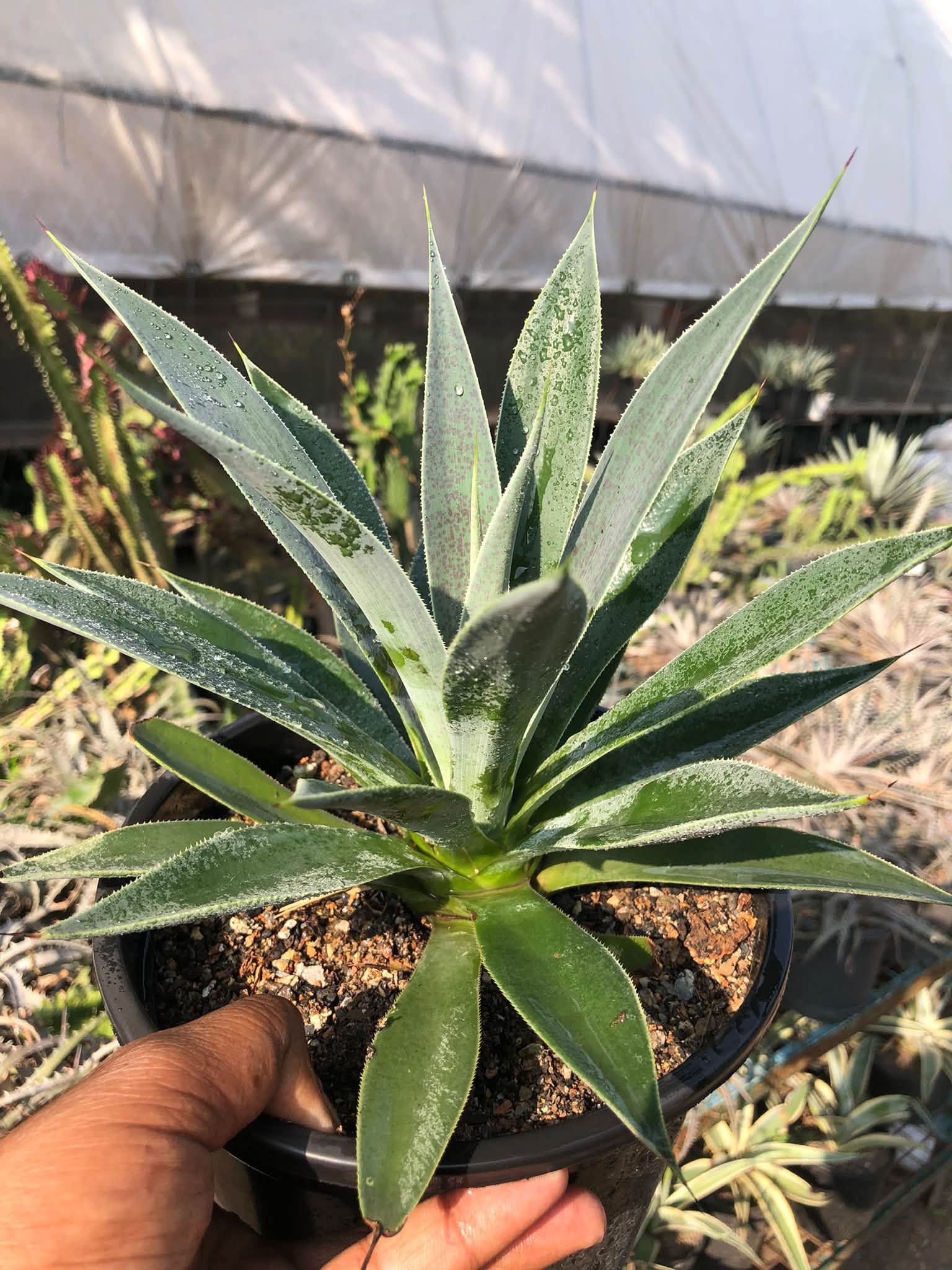 MANGAVE LAVENDER LADY