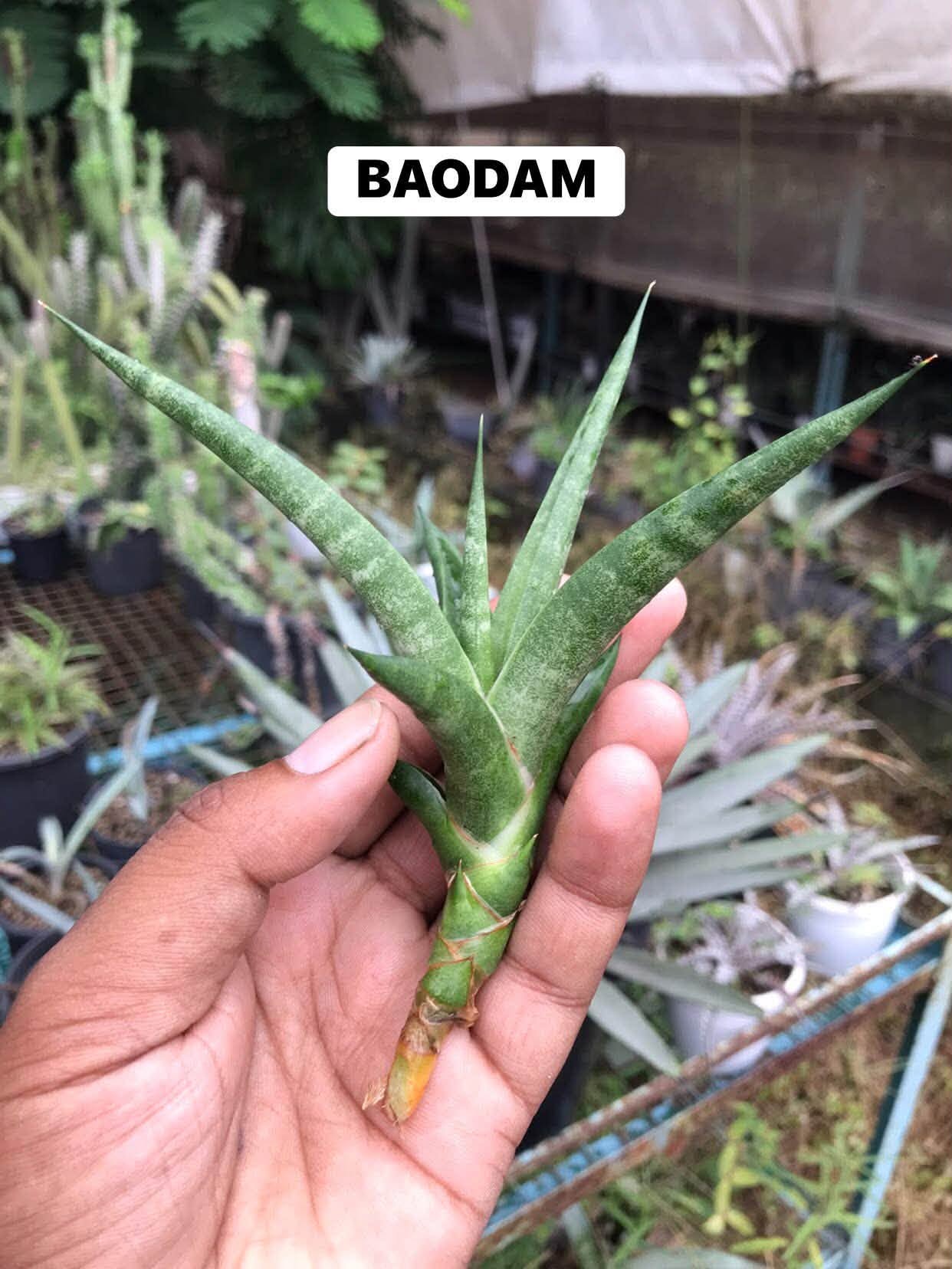 Combo No 15 : Five Popular Sansevieria