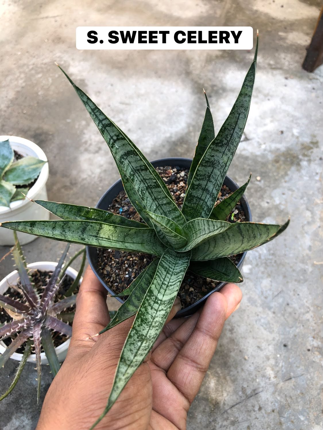 COMBO NO. 38 : COMBO OF 4 DIFFERENT PLANTS
