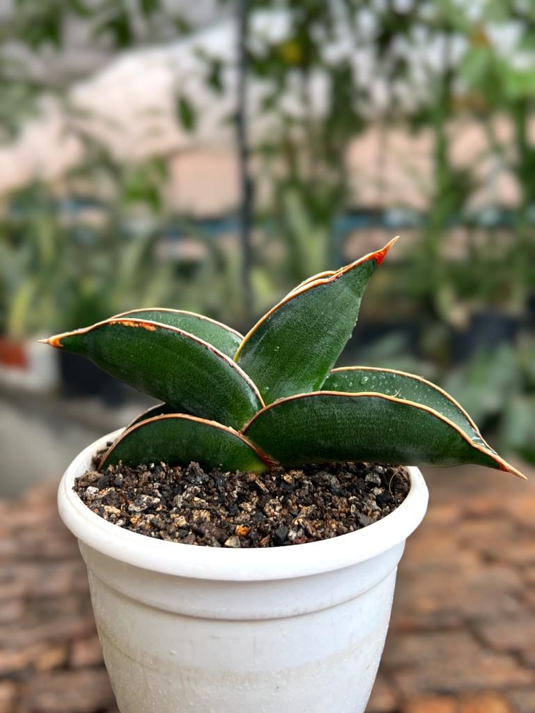 Sansevieria 'Blue' Banana