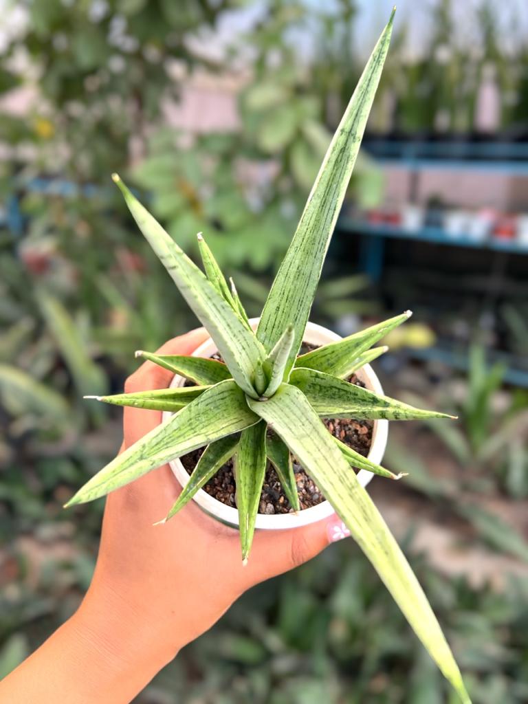 Sansevieria Hybrid 'Kasih'