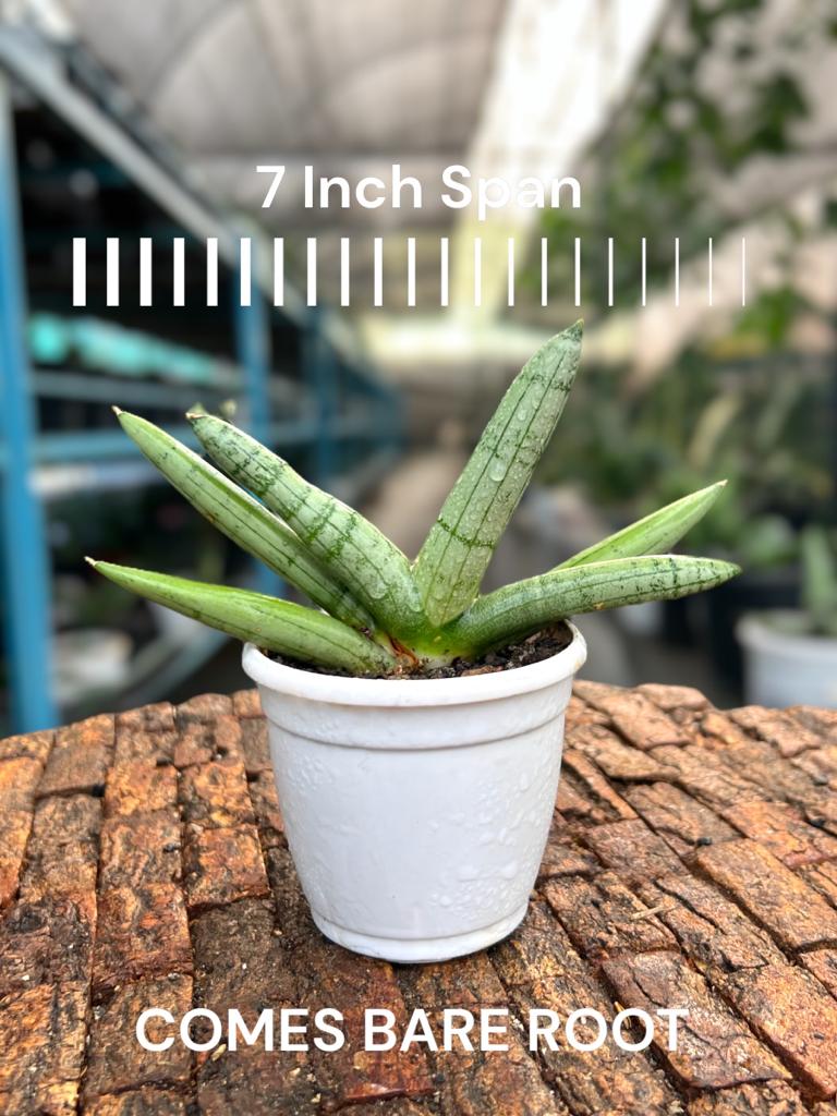 Sansevieria Boncel Plantinum Cross