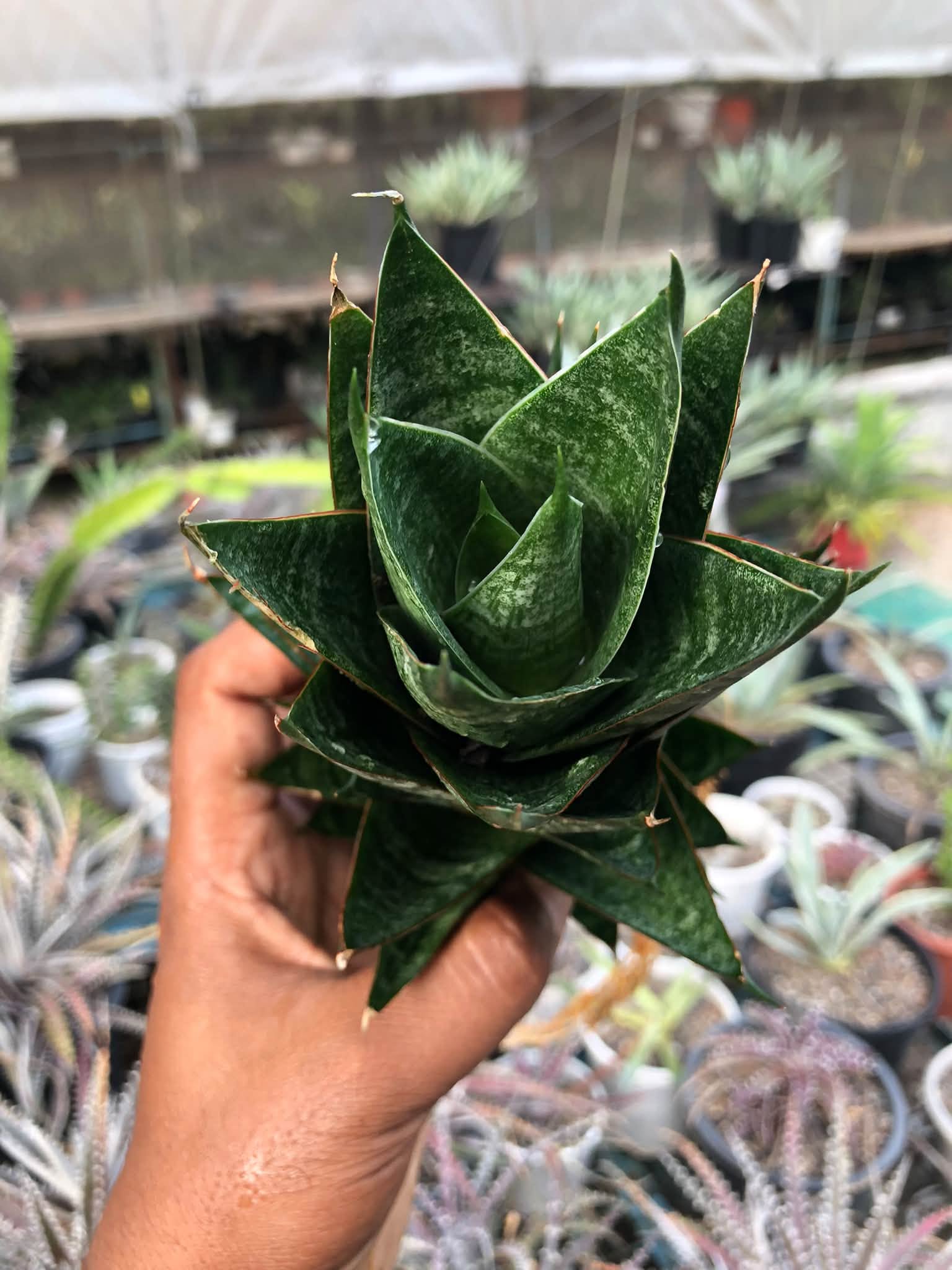 Sansevieria DRAGON SCALE LARGE