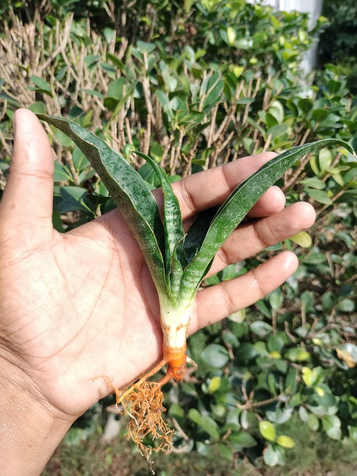 Sansevieria Combo of 7 Plants