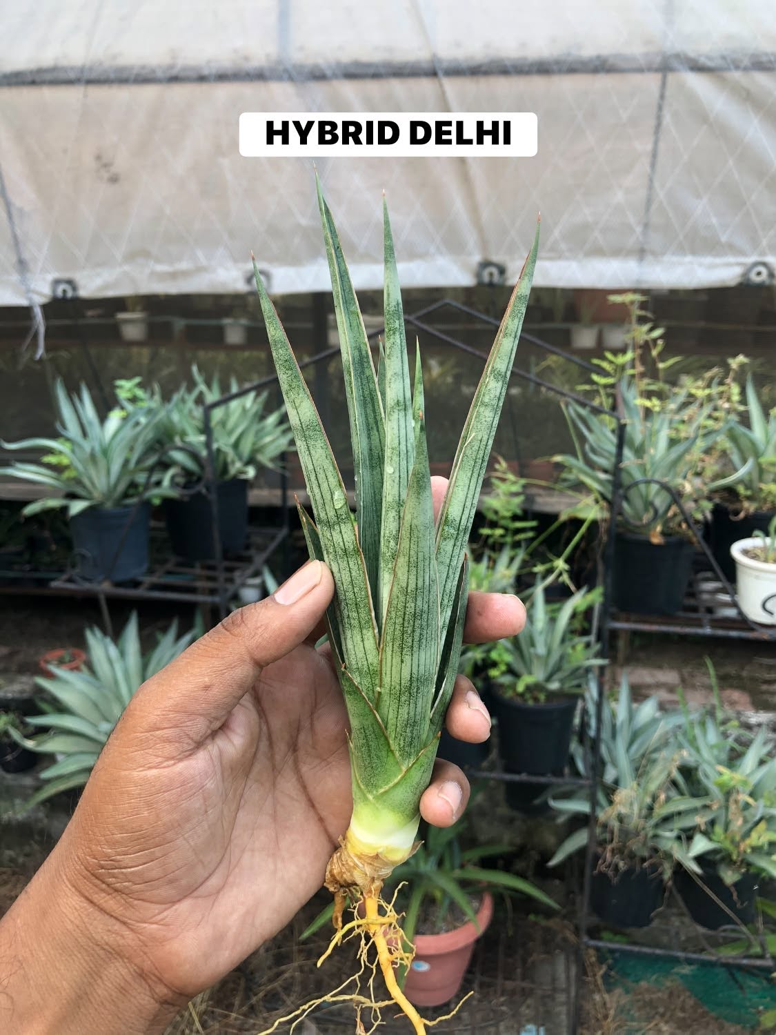 Combo No 23 : Six Sansevieria