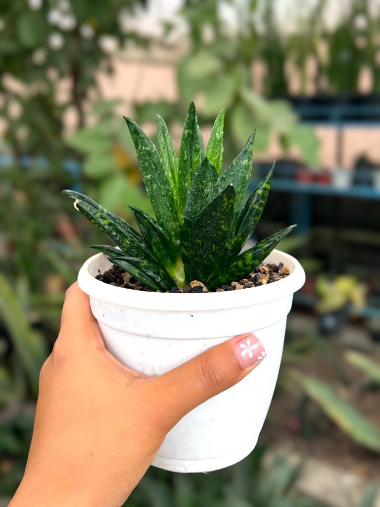 Sansevieria Hahnii Gaster