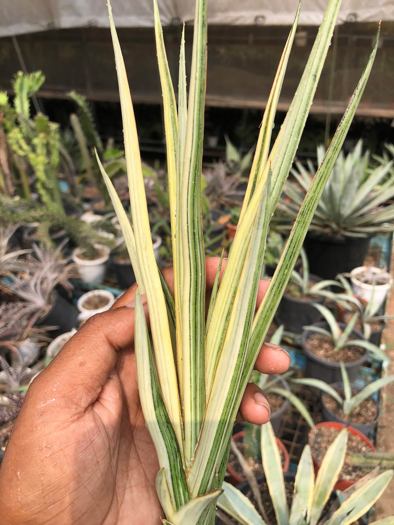 SANSEVIERIA SILVER TORCH VAR