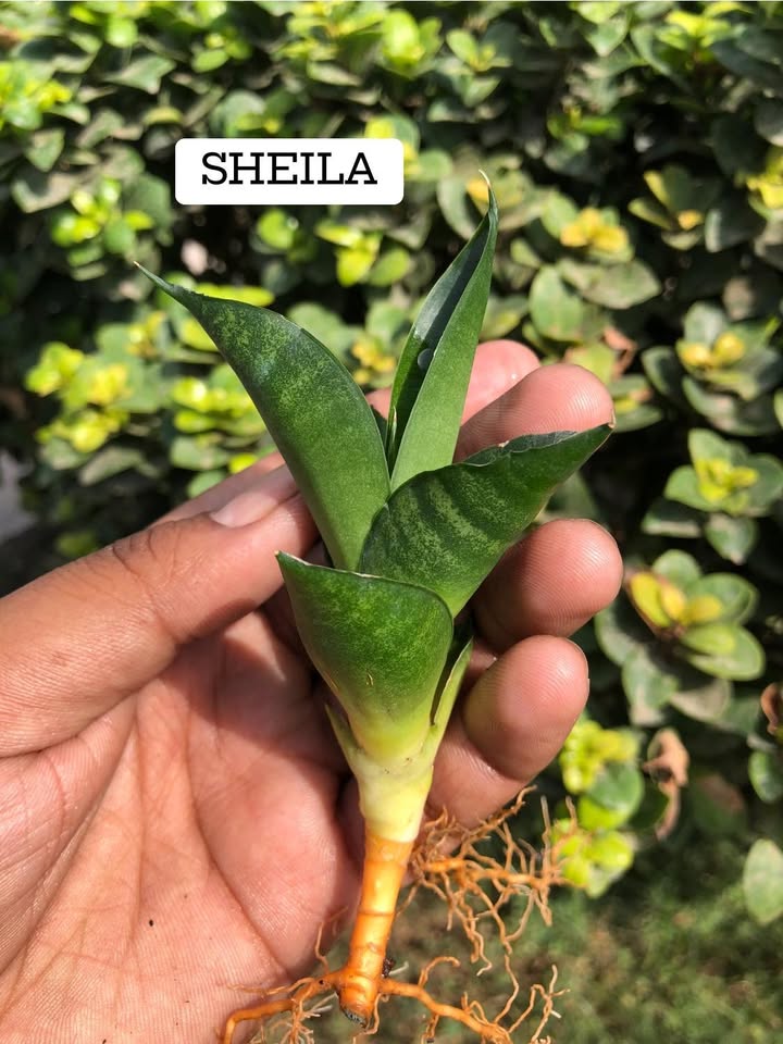 Combo of 4 beautiful sansevieria