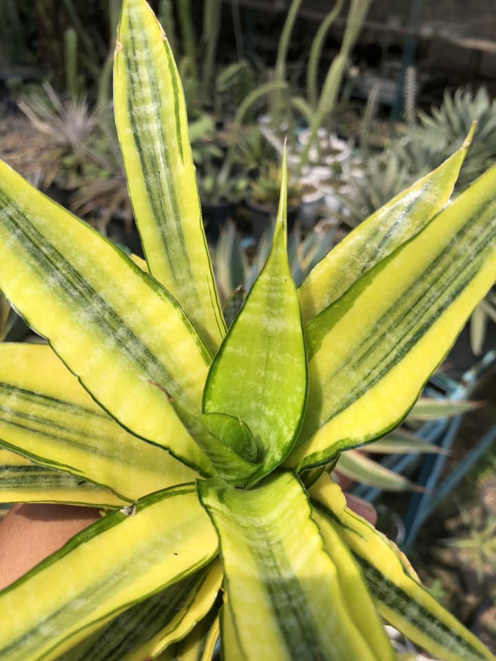 SANSEVIERIA CORDOVA VARIEGATED