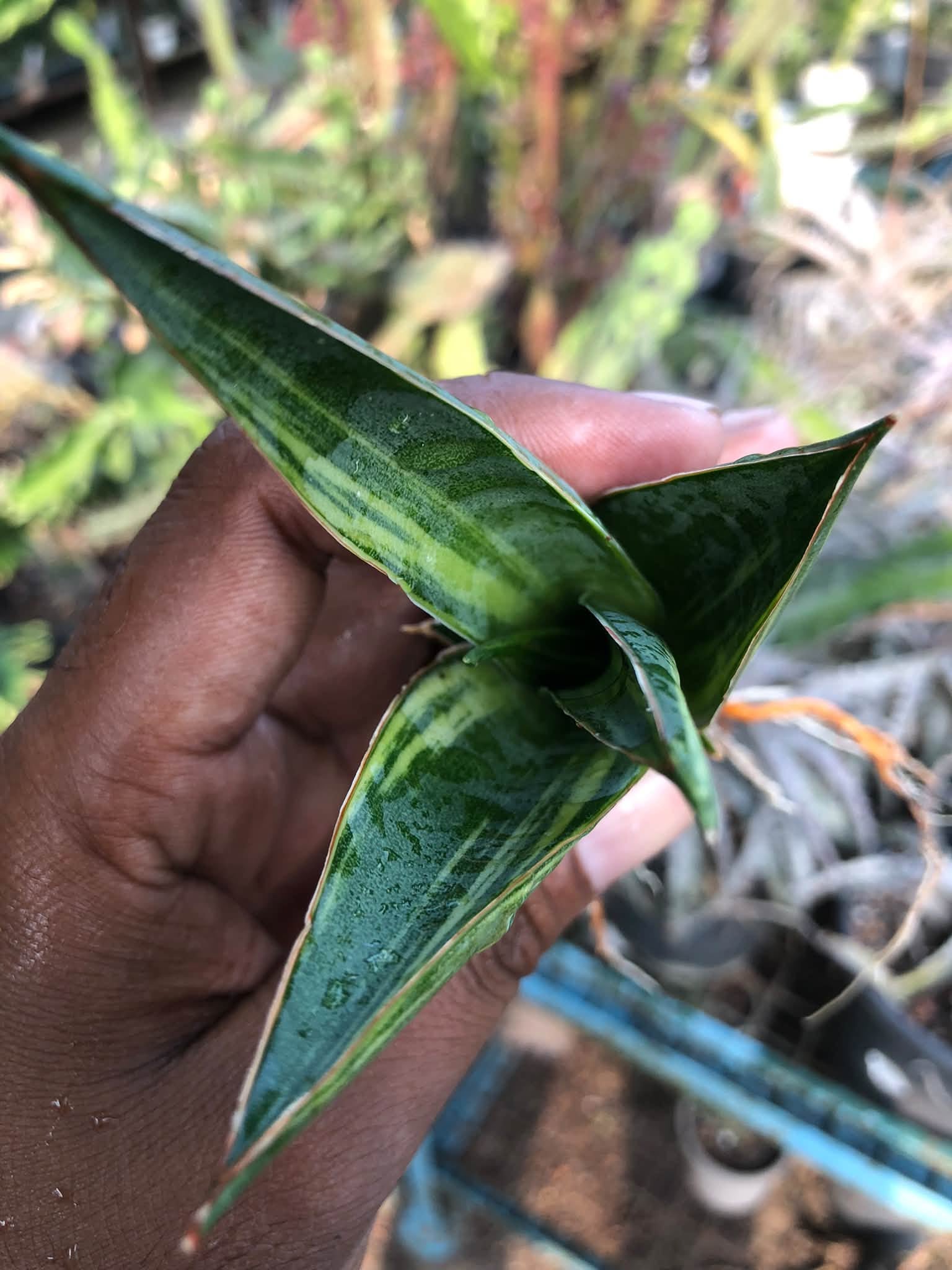 Sansevieria LUNA VARIEGATED