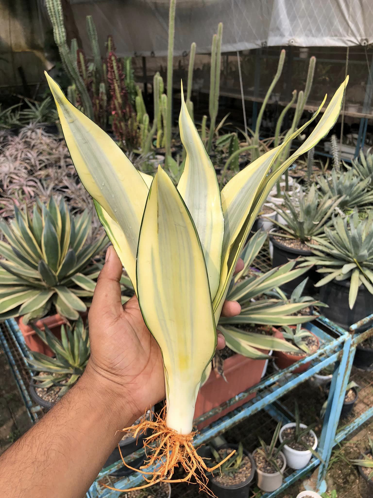 Sansevieria Trifasciata 'Ghost'