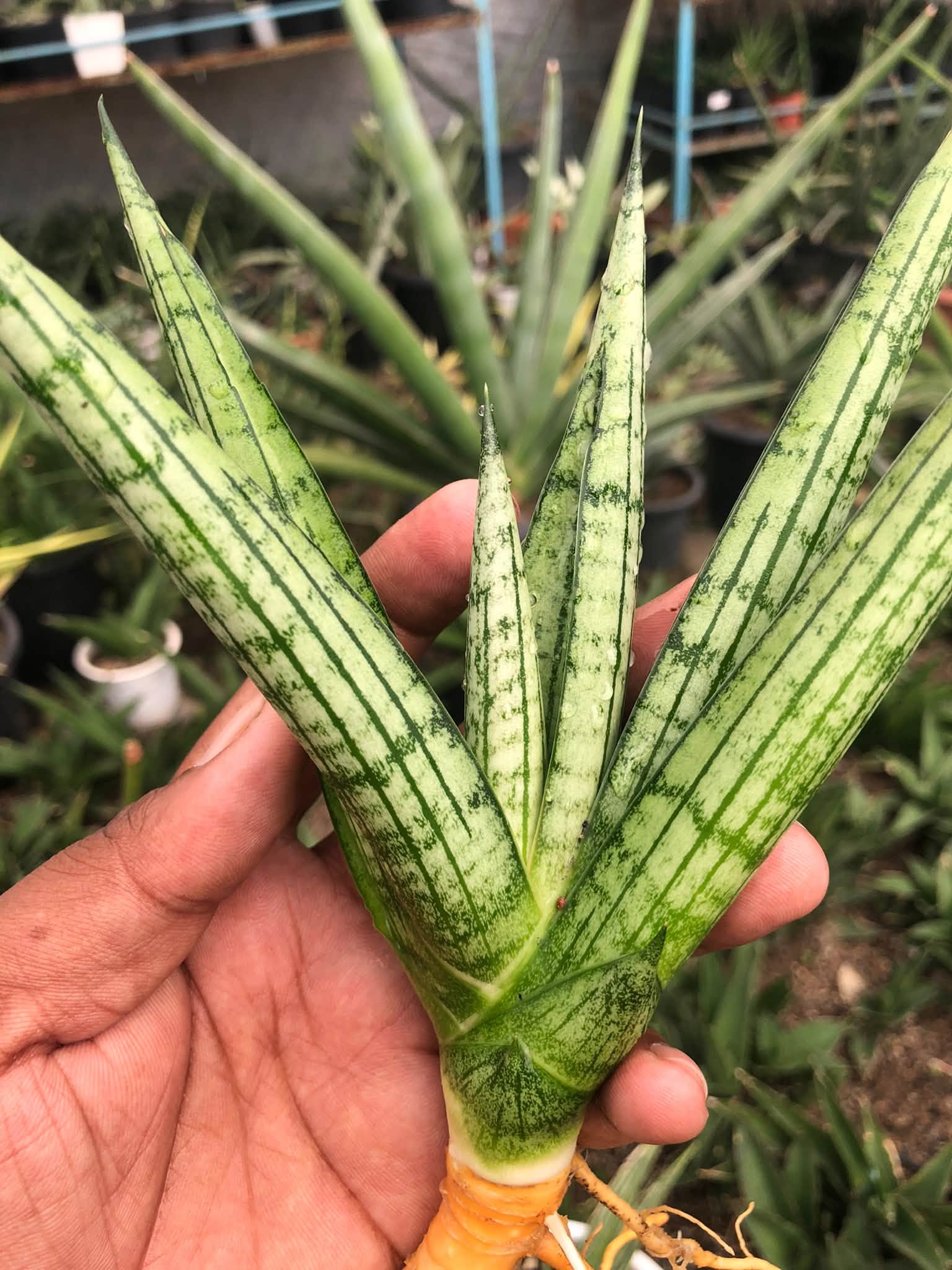SANSEVIERIA MANJHA