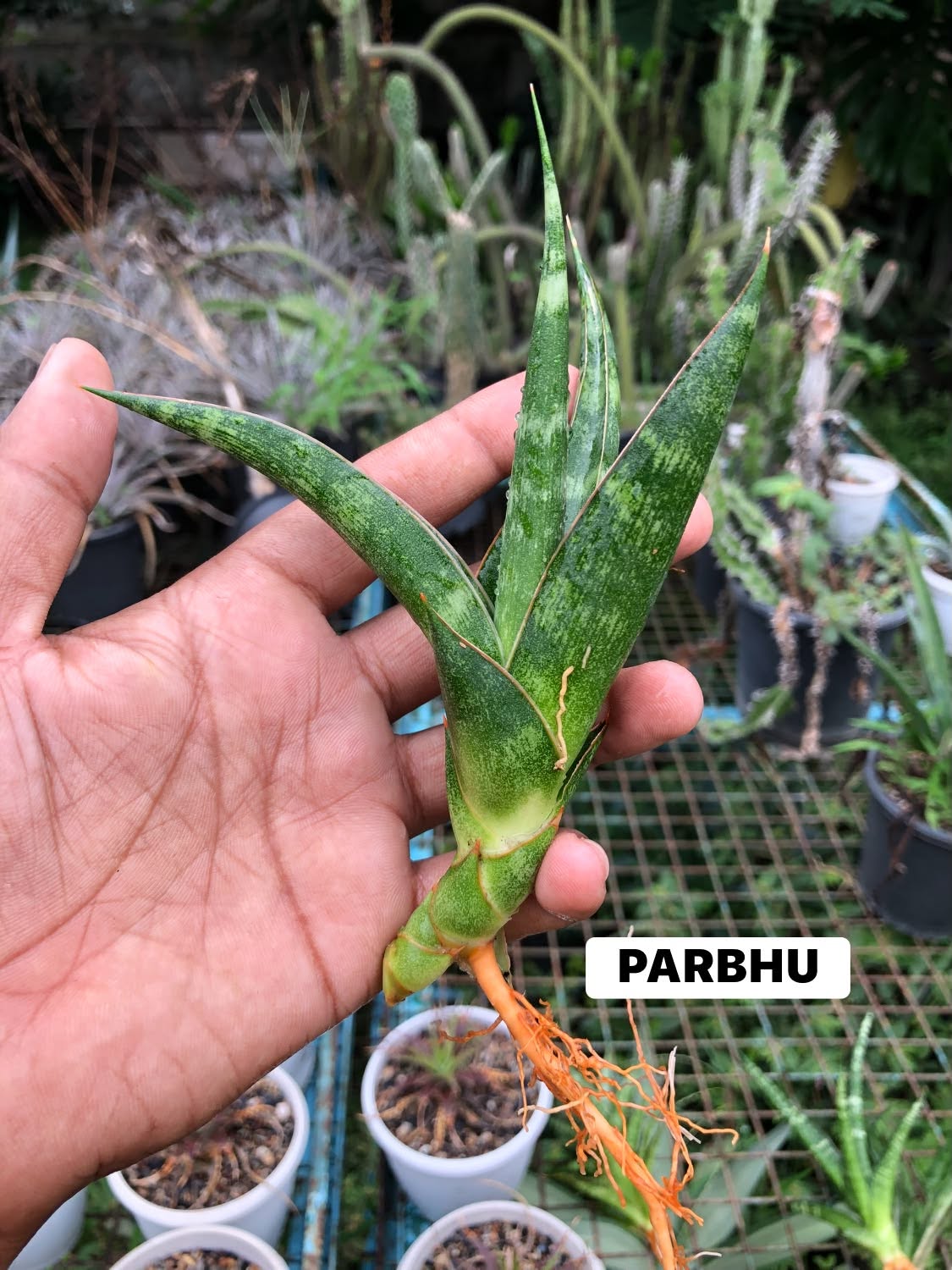 SANSEVIERIA COMBO OF 3 PLANTS