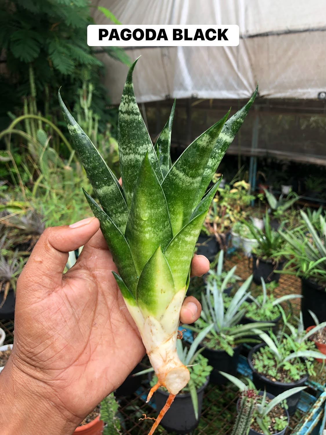 Combo No 27 : Sansevieria COMBO OF 3 PLANTS