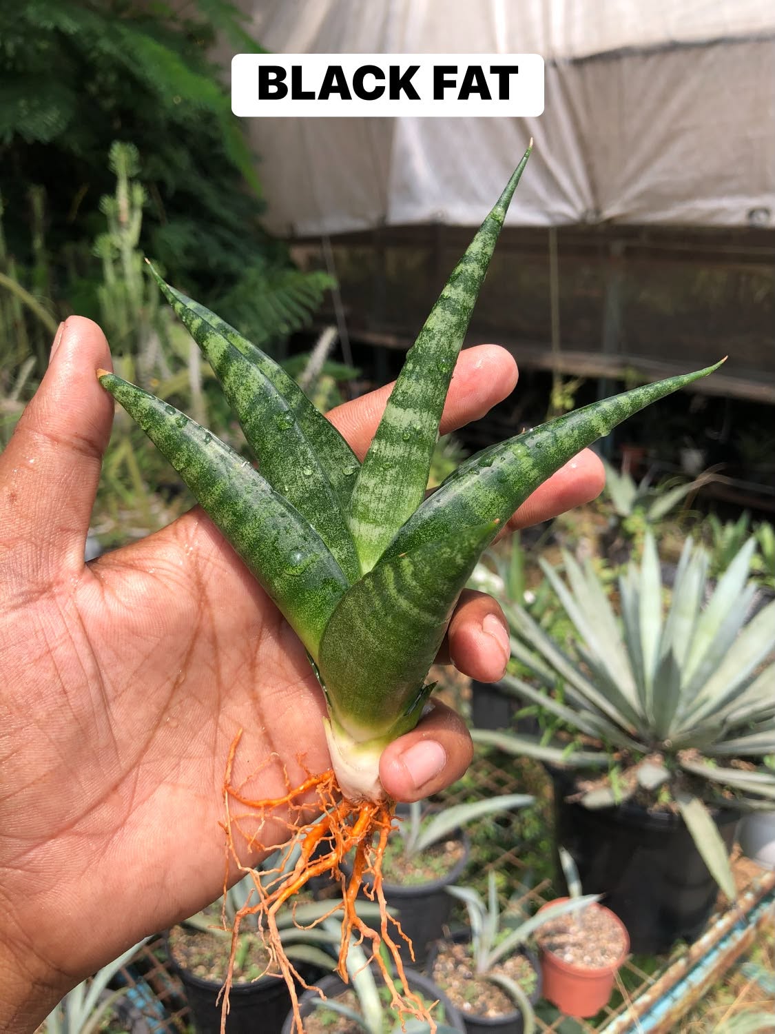 Combo No 21 : Six Popular Sansevieria