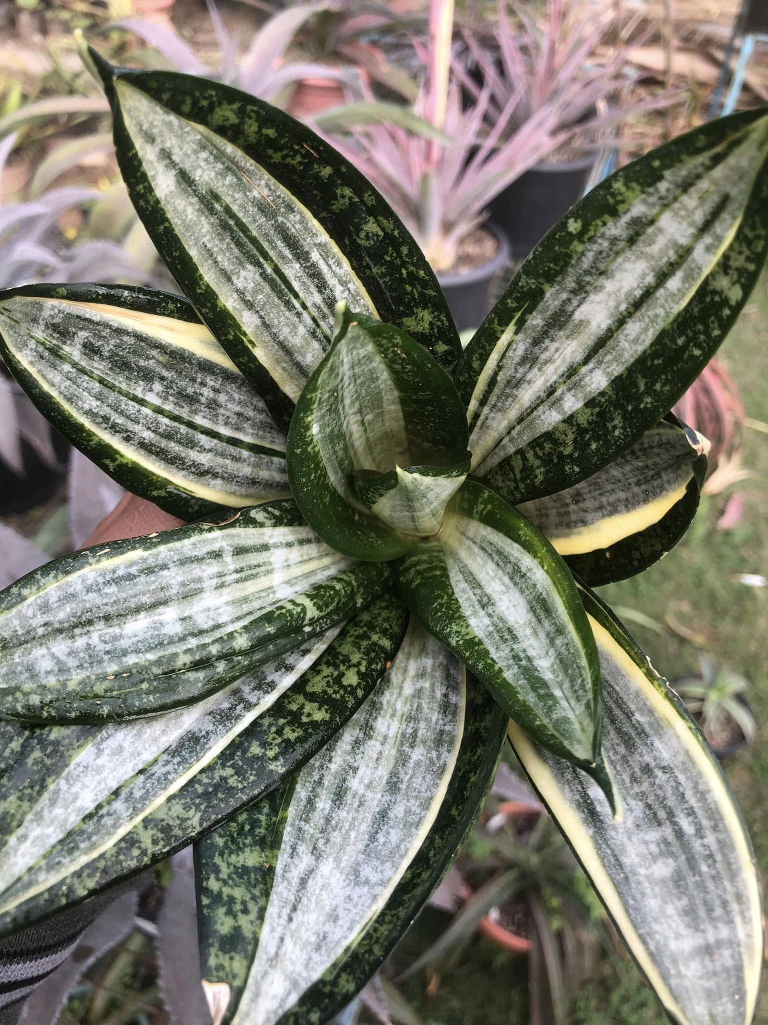 Sansevieria Hahnii Silver Zebra