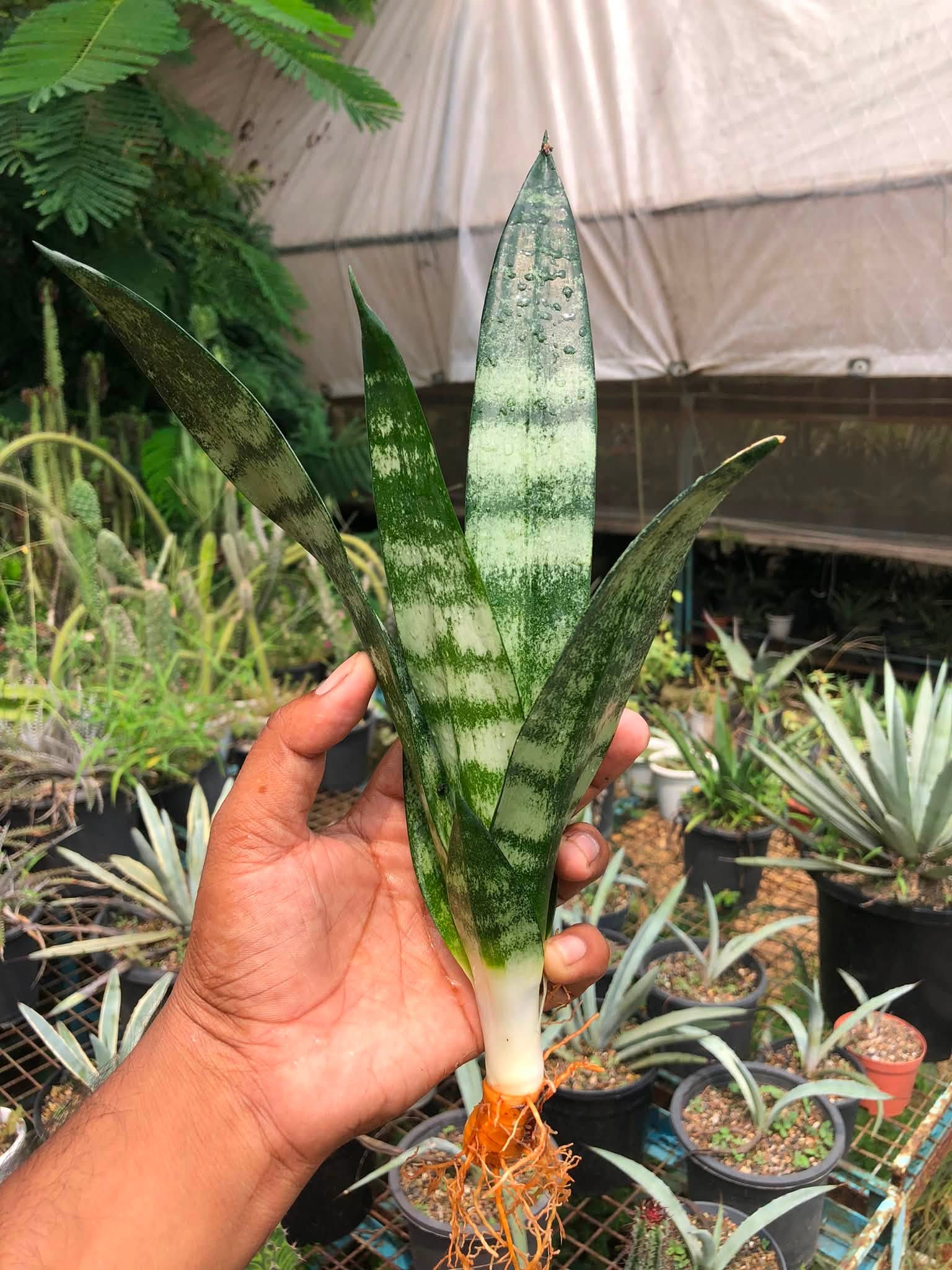 Combo No 20 : SANSEVIERIA COMBO WHITNEY AND FROZEN