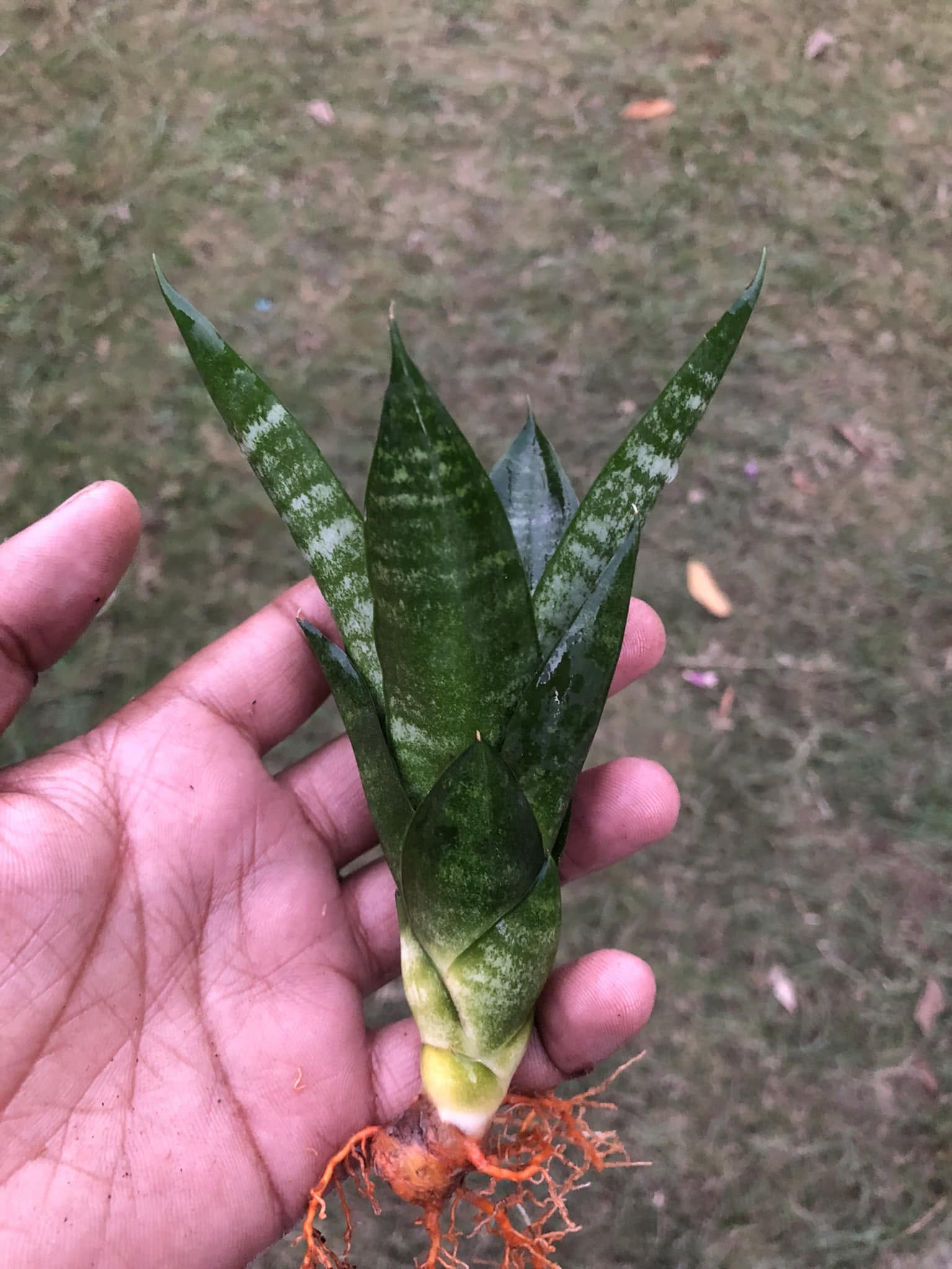 Sansevieria combo of 4 Plants