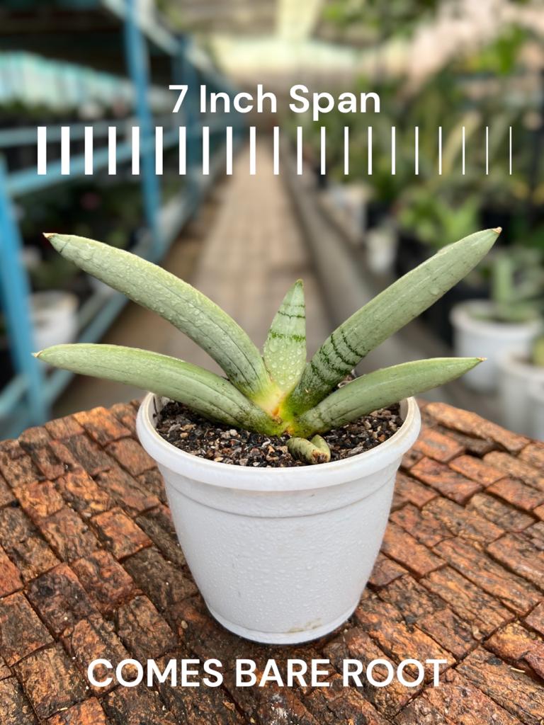 Sansevieria Boncel Plantinum