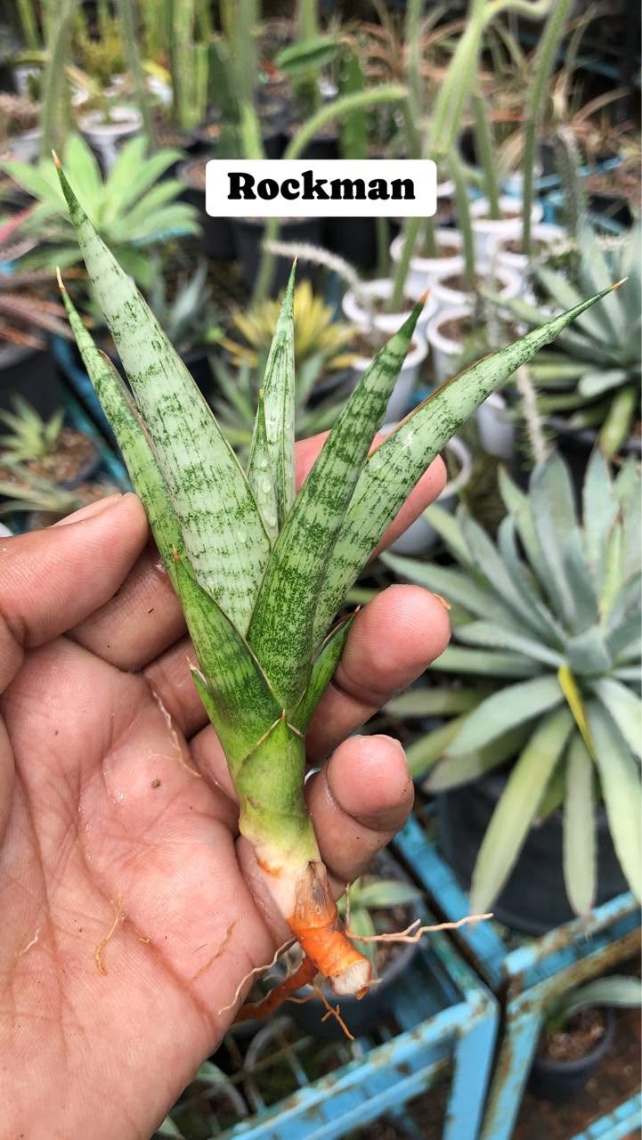 Combo of 4 Sansevieria