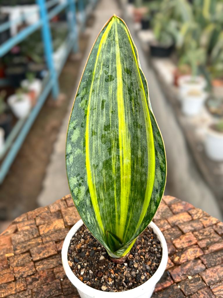 Sansevieria Masoniana Yellow Variegated (Single Leaf)