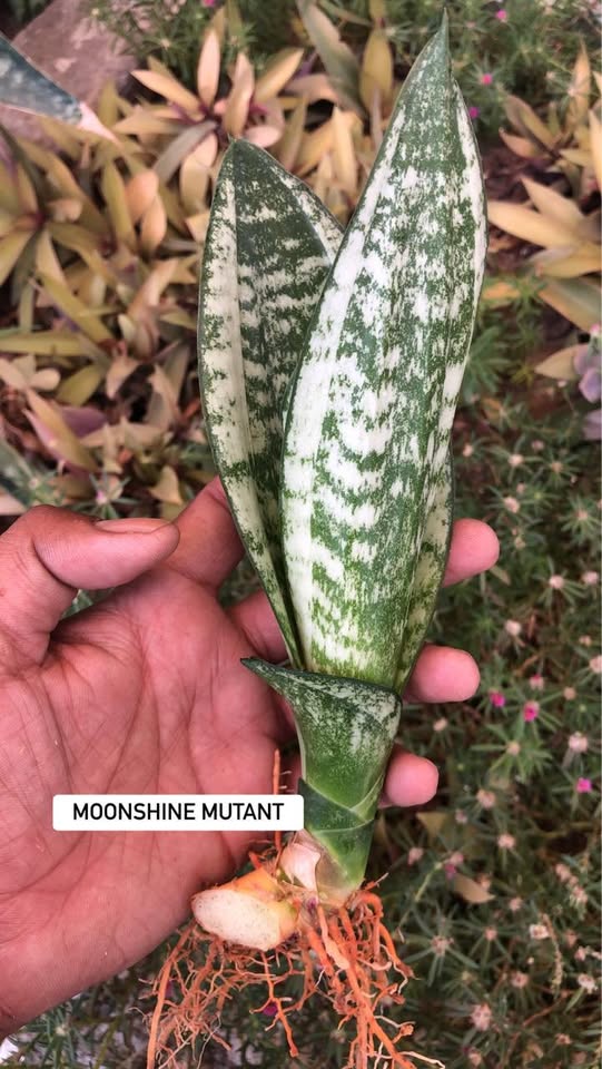 Combo of 5 Sansevieria
