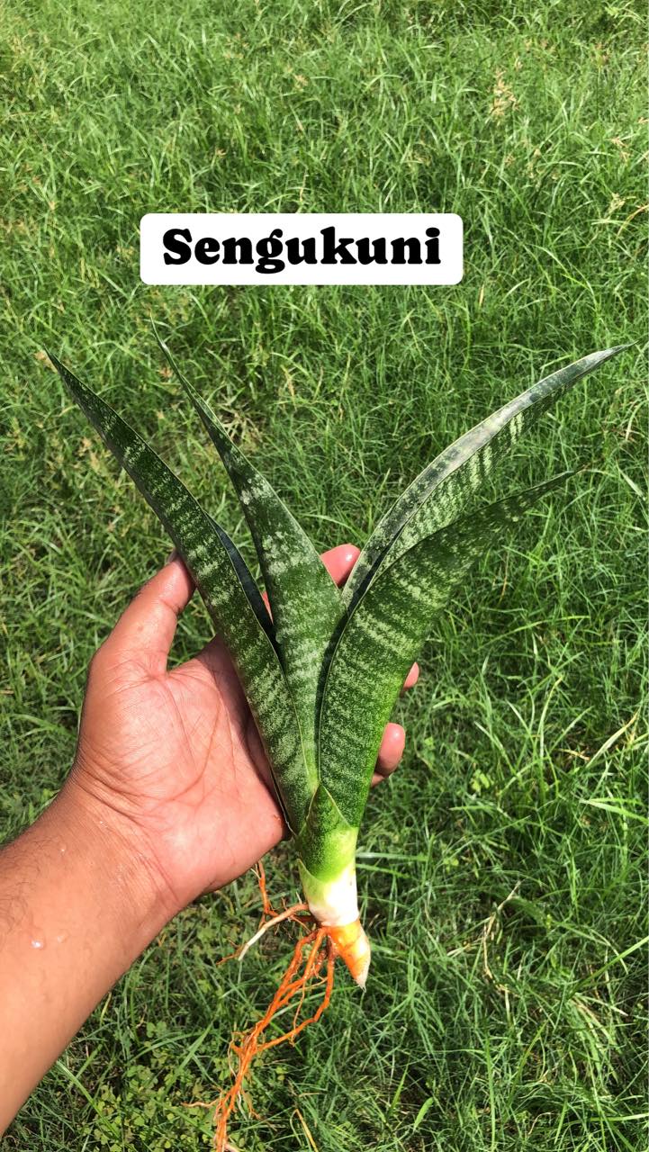 Sansevieria Combo Offer Of 4 (Y)