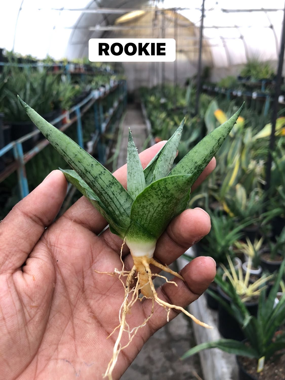 COMBO NO. 35 : COMBO OF 4 SANSEVIERIA