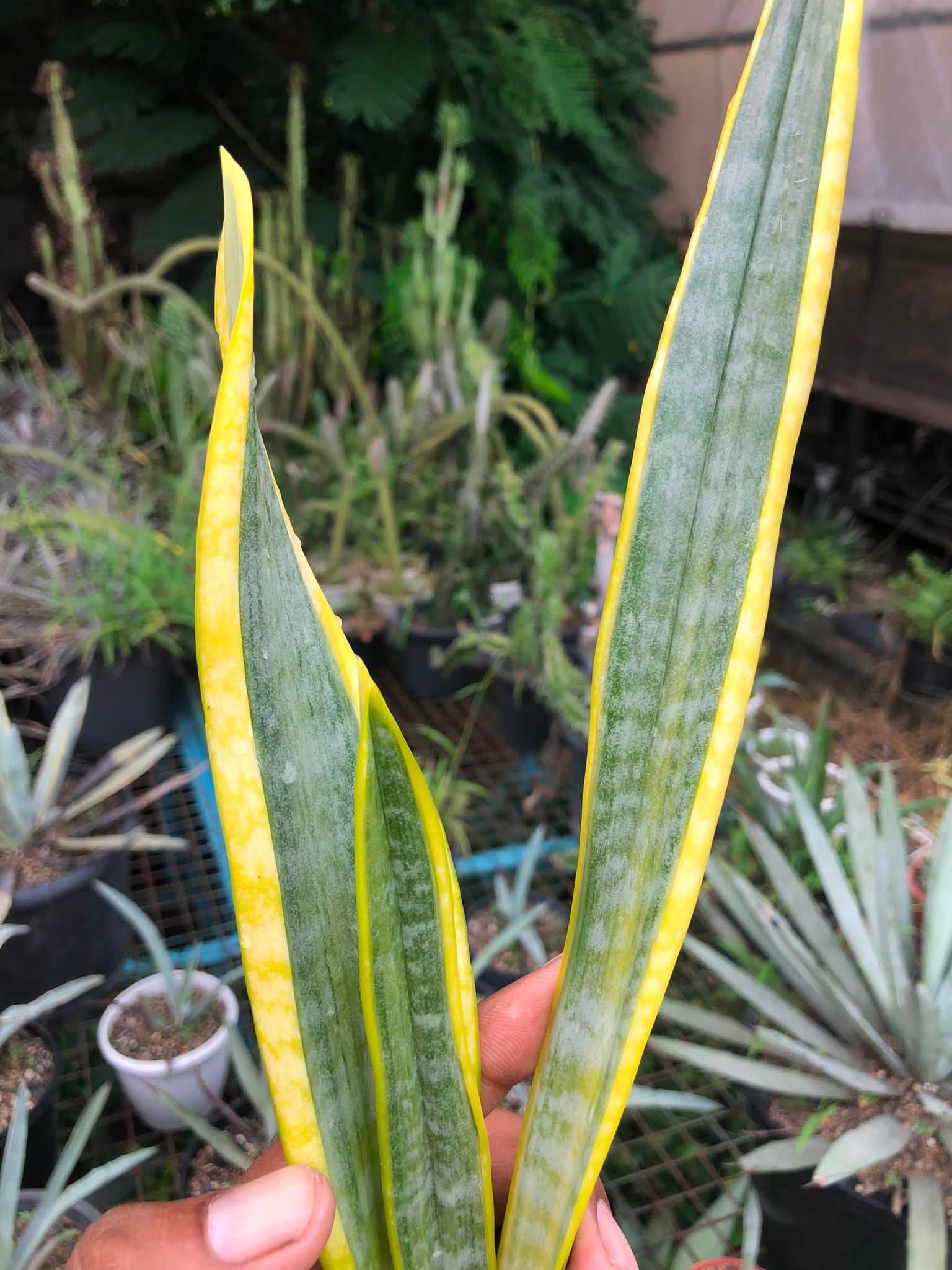 Sansevieria Trifaciata 'Aslaam'