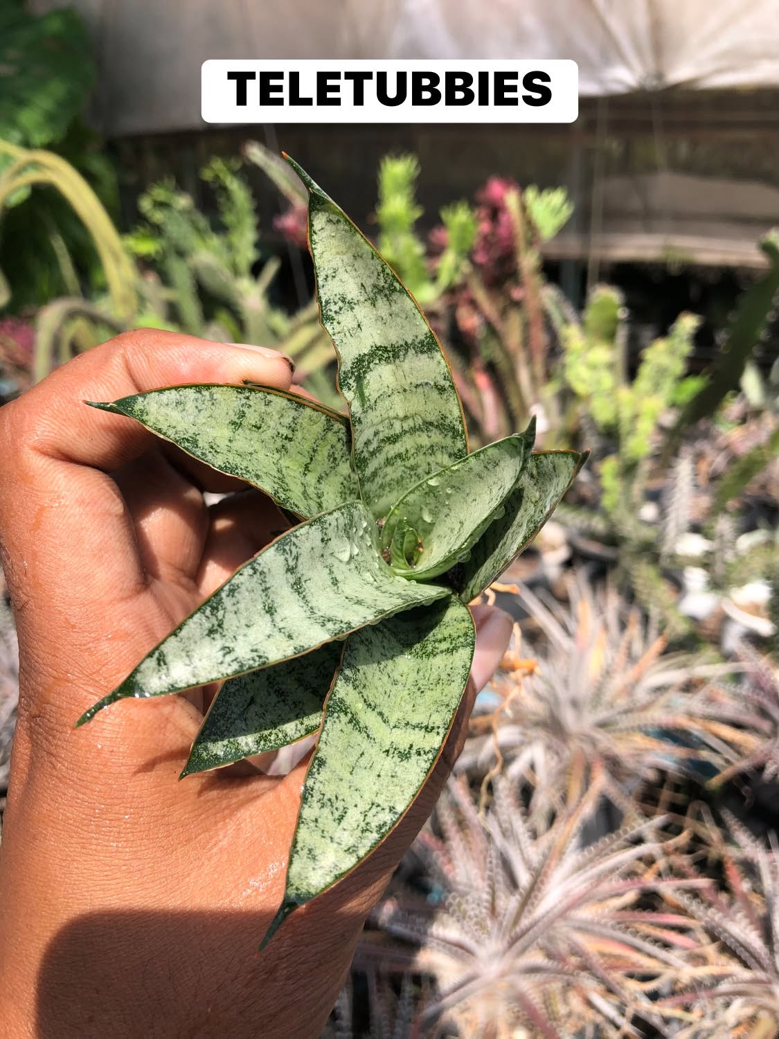 COMBO NO. 40 : COMBO OF 5 SANSEVIERIA