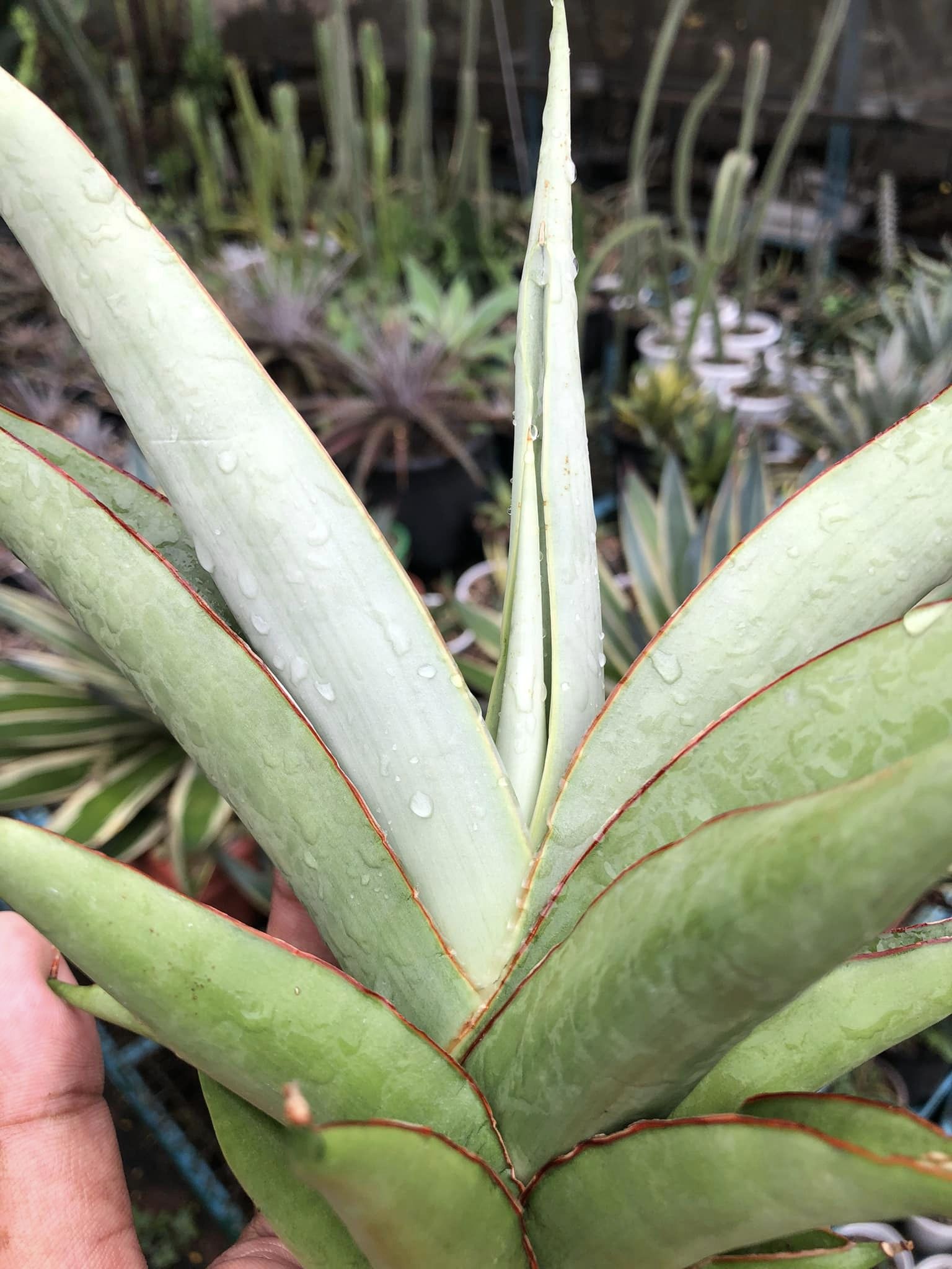 Sansevieria Chao Pharya Large Plant