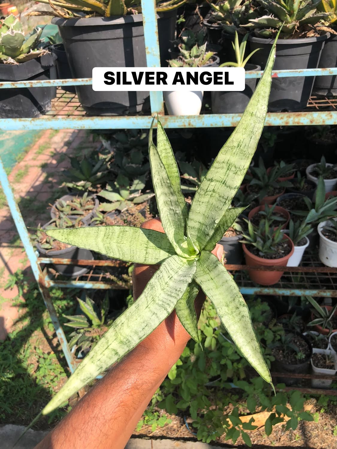 COMBO NO. 39 : COMBO OF 4 LARGE SANSEVIERIA