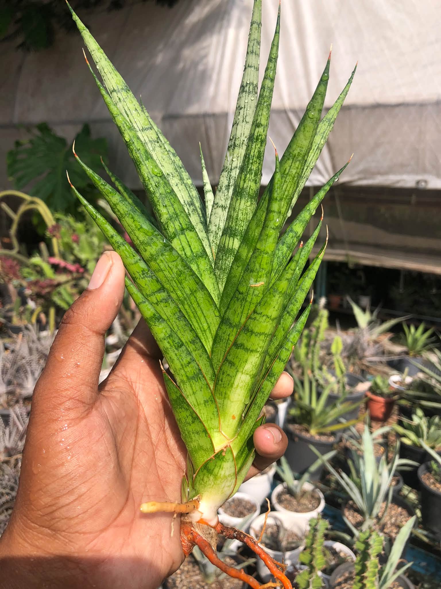 SANSEVIERIA PRIMA  HEALTHY LARGE PLANT